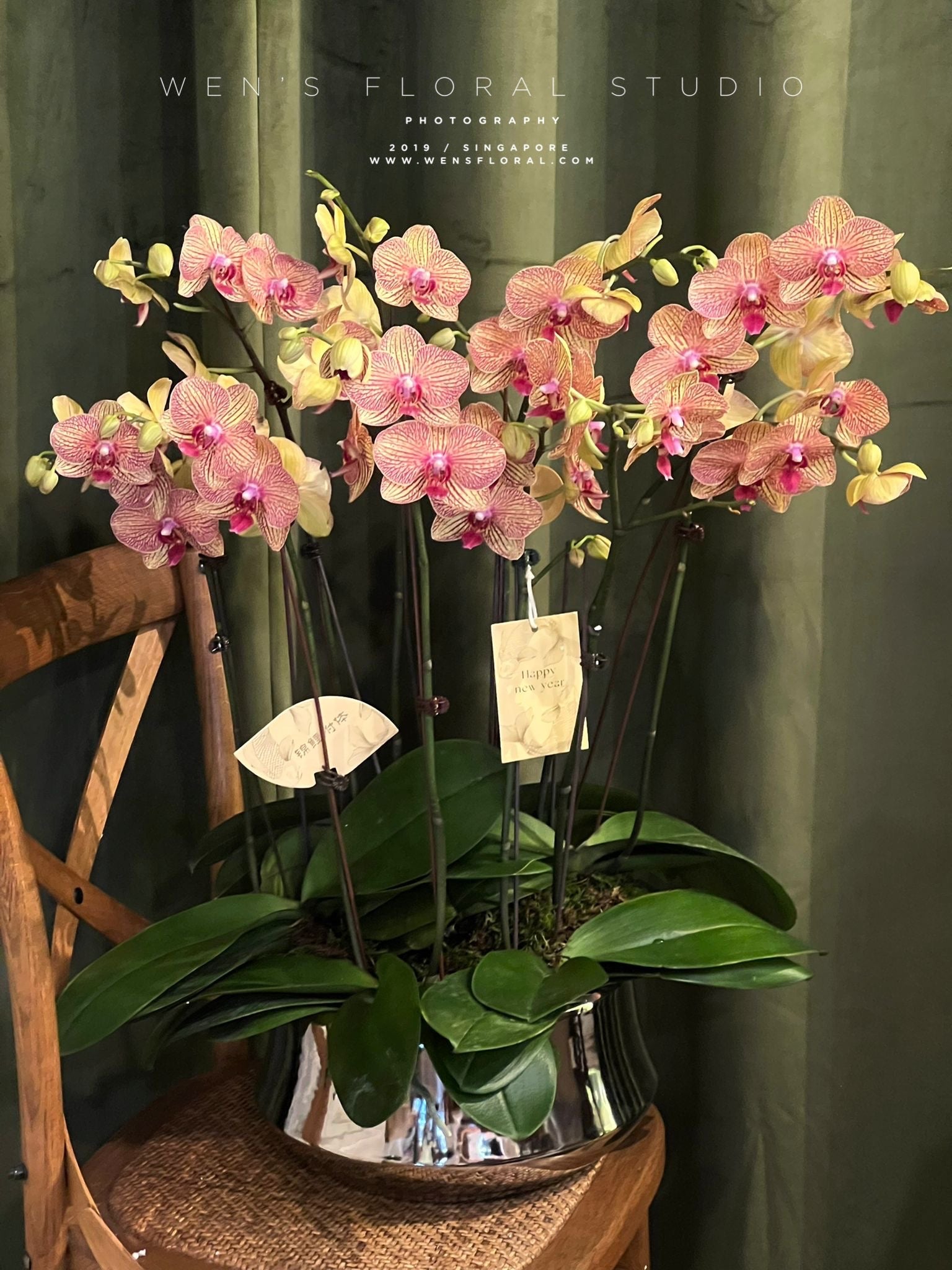 Phalaenopsis Orchid In Pot - 平安顺遂