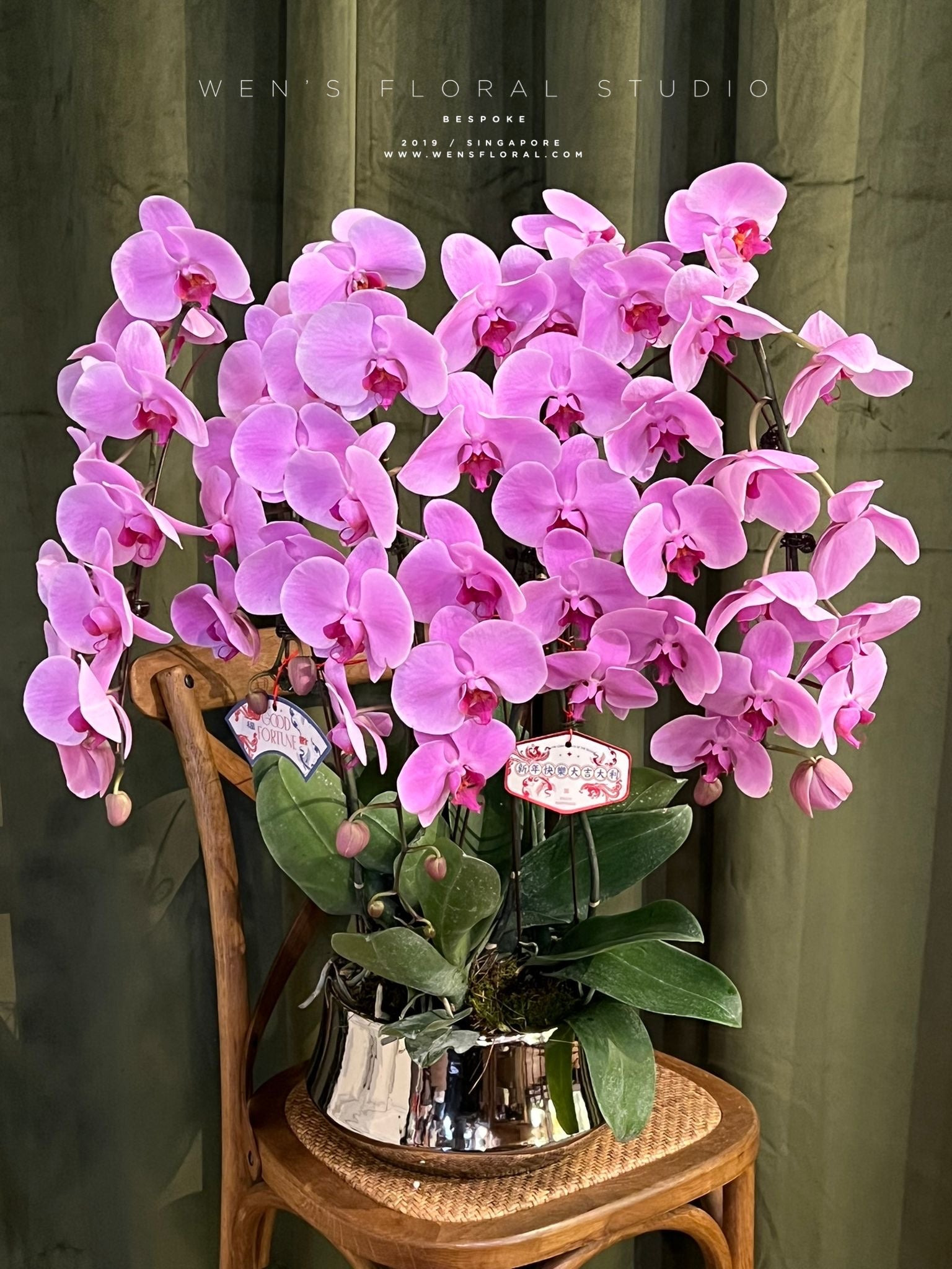 Phalaenopsis Orchid In Pot - 吉祥如意 财源广进