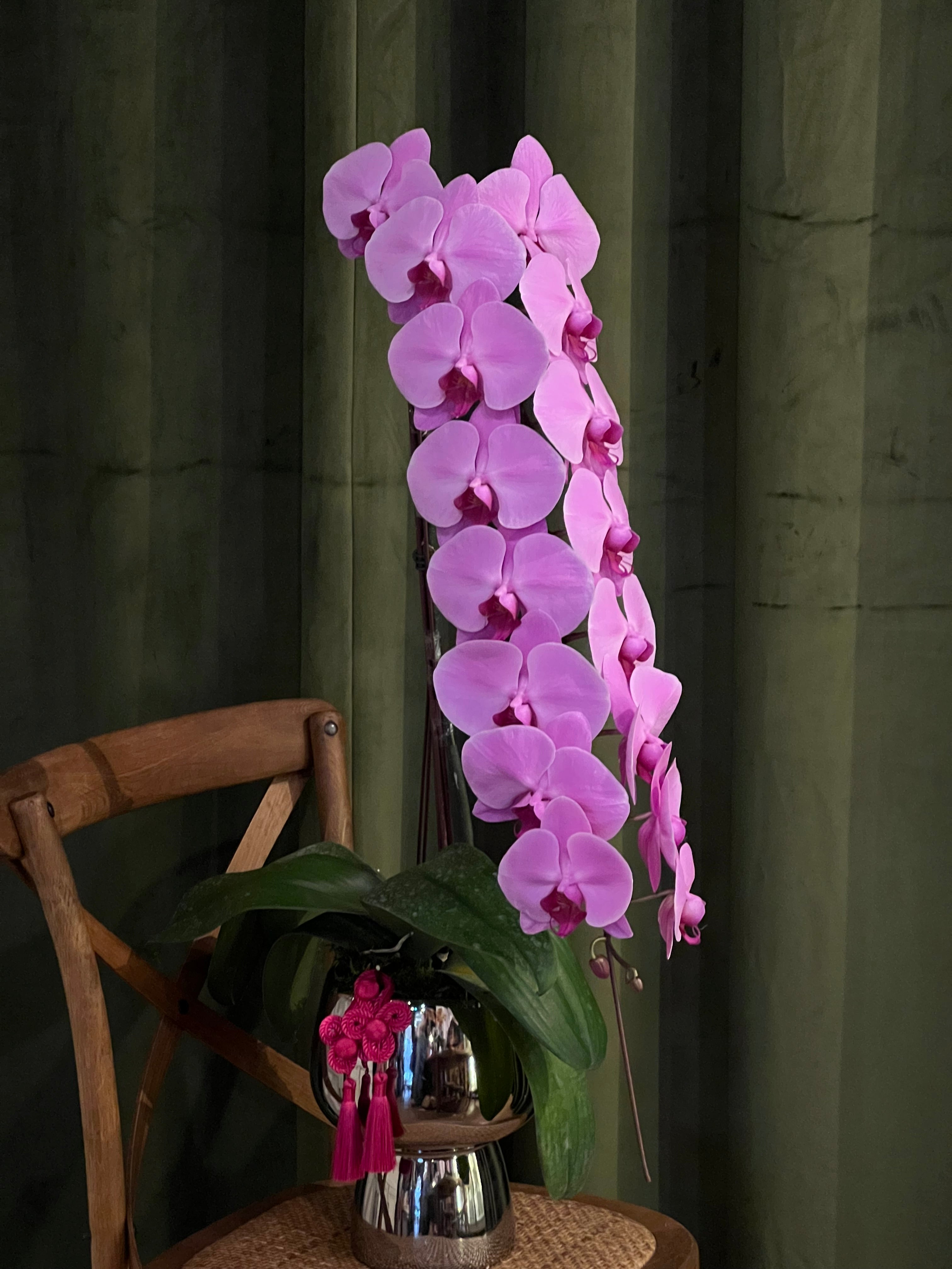 King phalaenopsis 富贵龙兰